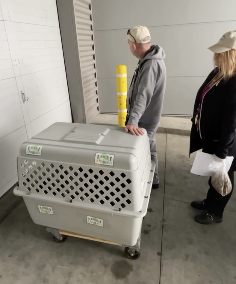 Shelter Dog Becker Was All Set to Fly to His New Family—Then the Airline Said He Was Too Tall